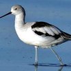 American Avocet